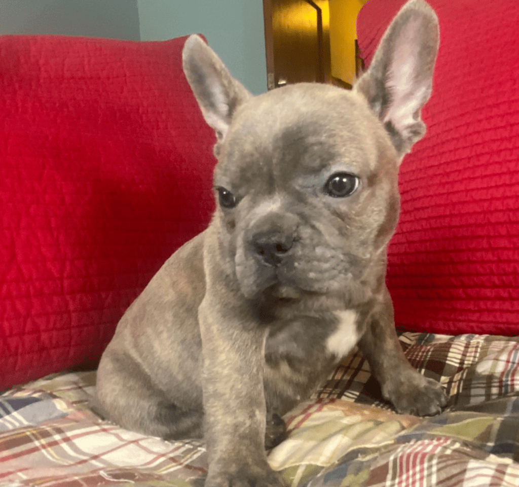 Evan Lilac Brindle French Bulldog Male | Ready Now