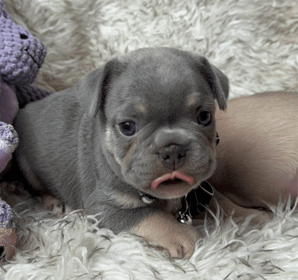 Indy | Lilac and Tan French Bulldog Male | Born April 15, 2023