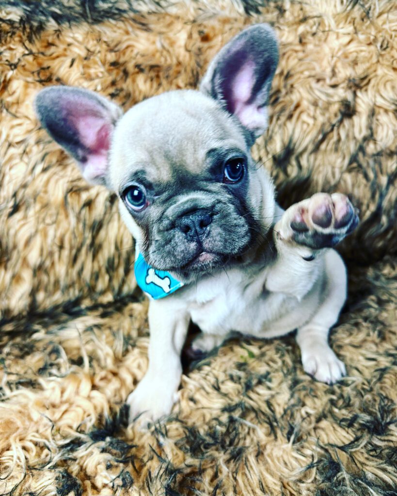 Izzy | Blue Fawn French Bulldog Male | Born April 15, 2023