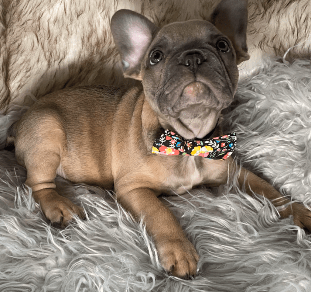 Zeppelin | Blue Fawn French Bulldog Male | Ready May 17th, 2023