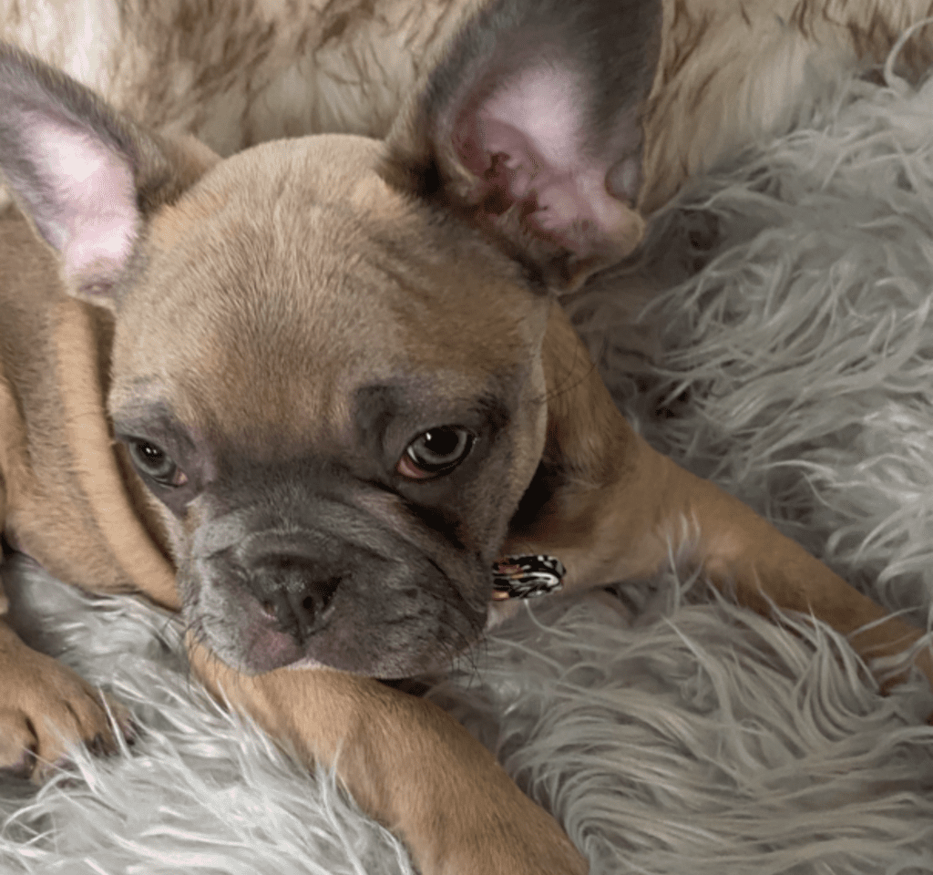 Zeppelin | Blue Fawn French Bulldog Male | Ready May 17th, 2023