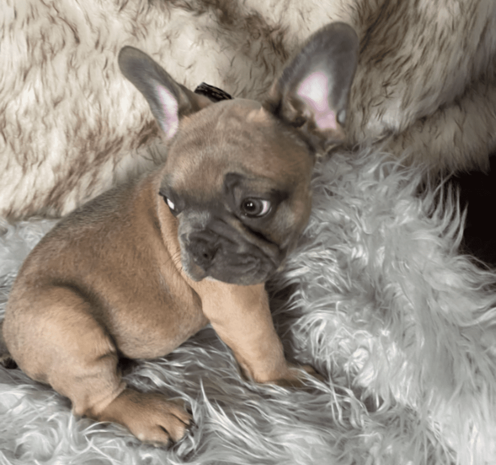 Zeppelin | Blue Fawn French Bulldog Male | Ready May 17th, 2023