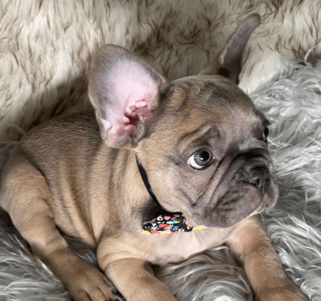 Zeppelin | Blue Fawn French Bulldog Male | Ready May 17th, 2023