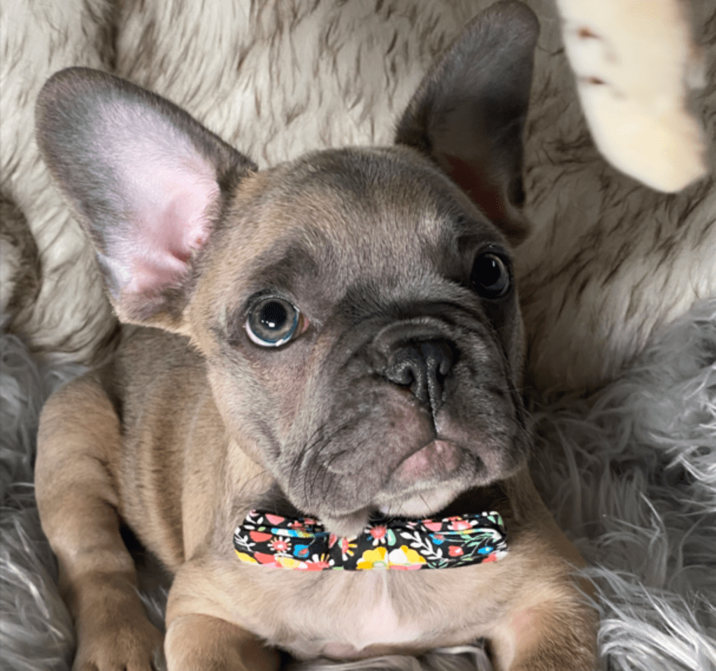 Zeppelin | Blue Fawn French Bulldog Male | Ready May 17th, 2023
