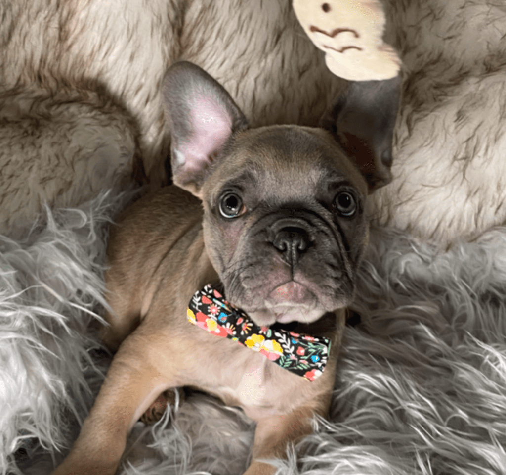 Zeppelin | Blue Fawn French Bulldog Male | Ready May 17th, 2023