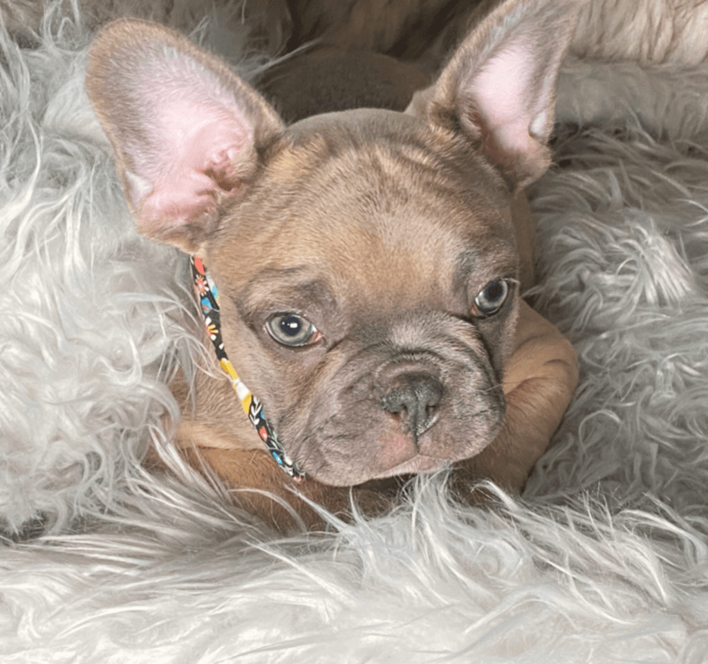 Zeppelin | Blue Fawn French Bulldog Male | Ready May 17th, 2023