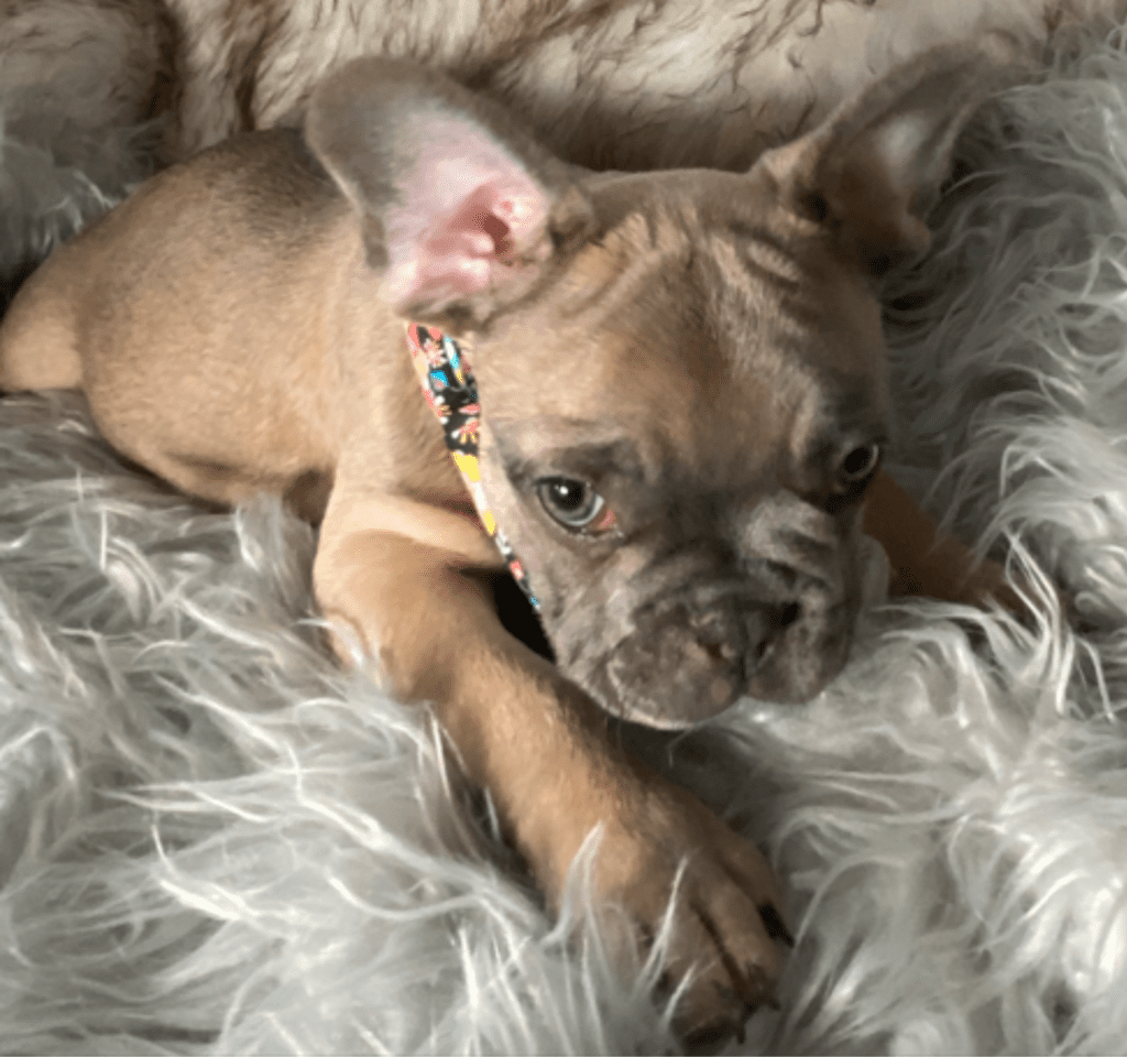 Zeppelin | Blue Fawn French Bulldog Male | Ready May 17th, 2023