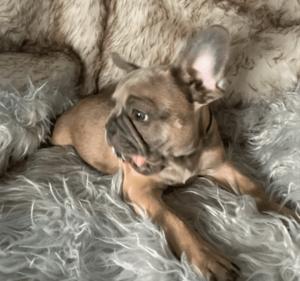 Zeppelin | Blue Fawn French Bulldog Male | Ready May 17th, 2023