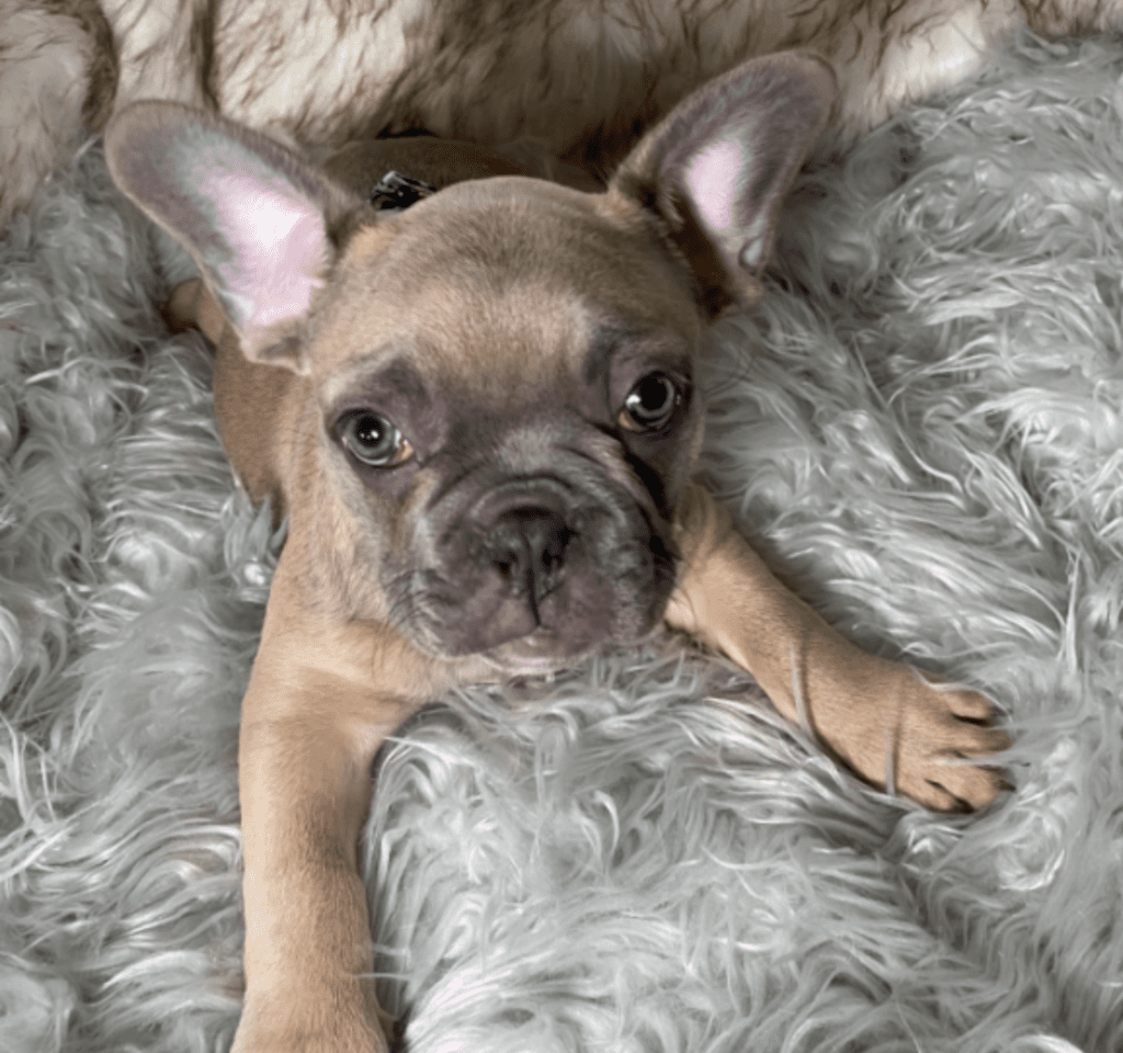 Zeppelin | Blue Fawn French Bulldog Male | Ready May 17th, 2023