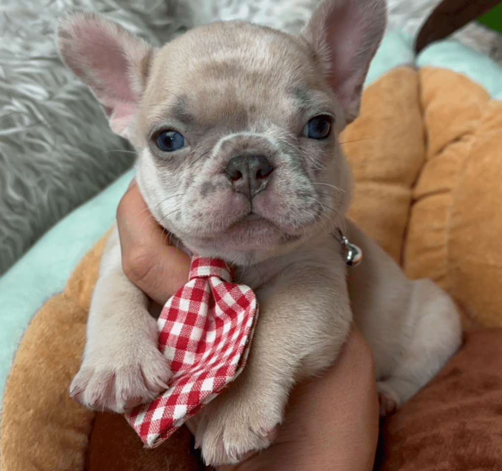 Freckles | Blue Fawn Merle French Bulldog Male | Available June 19th, 2023