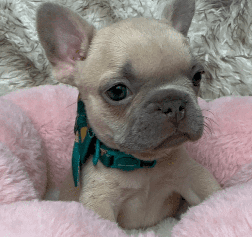 Foxy | Blue Fawn French Bulldog Female | Available June 19th, 2023