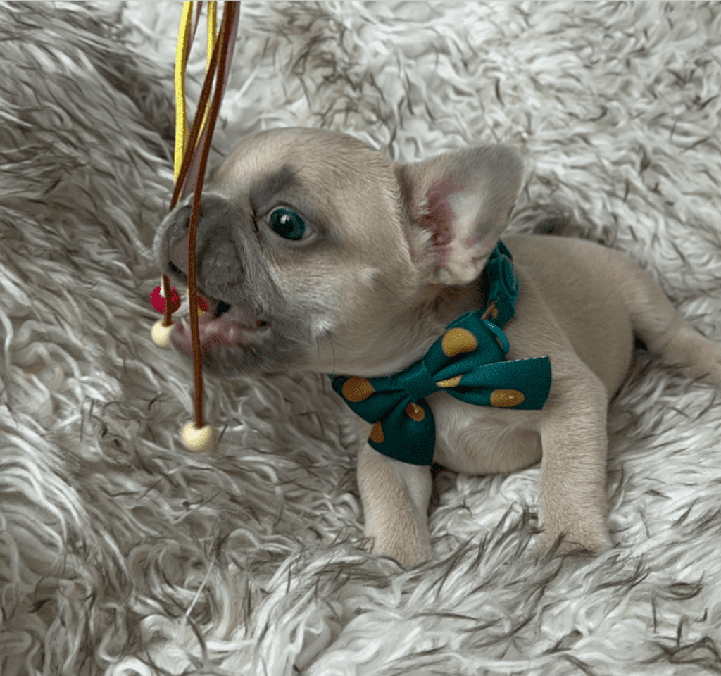 Foxy | Blue Fawn French Bulldog Female | Available June 19th, 2023