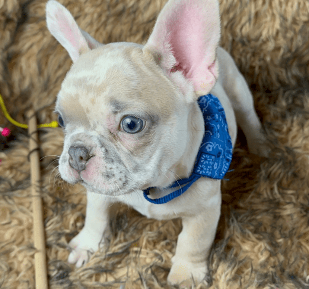 Freckles | Blue Fawn Merle French Bulldog Male | Available June 19th, 2023