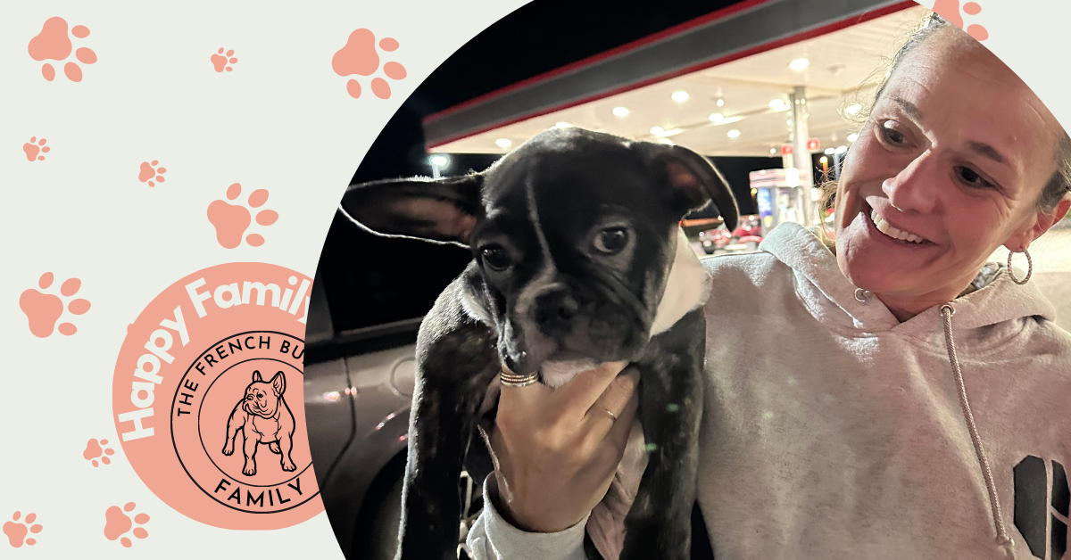 Ollie | Brindle French Bulldog Male | Adopted