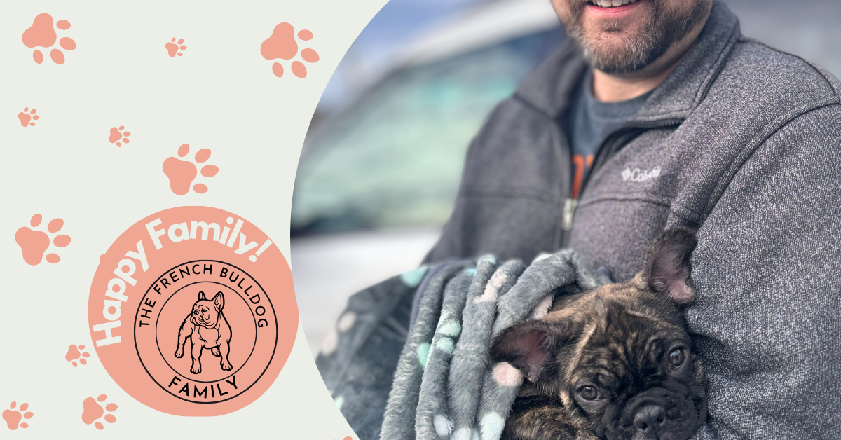 Prancer | Brindle French Bulldog Male | Adopted