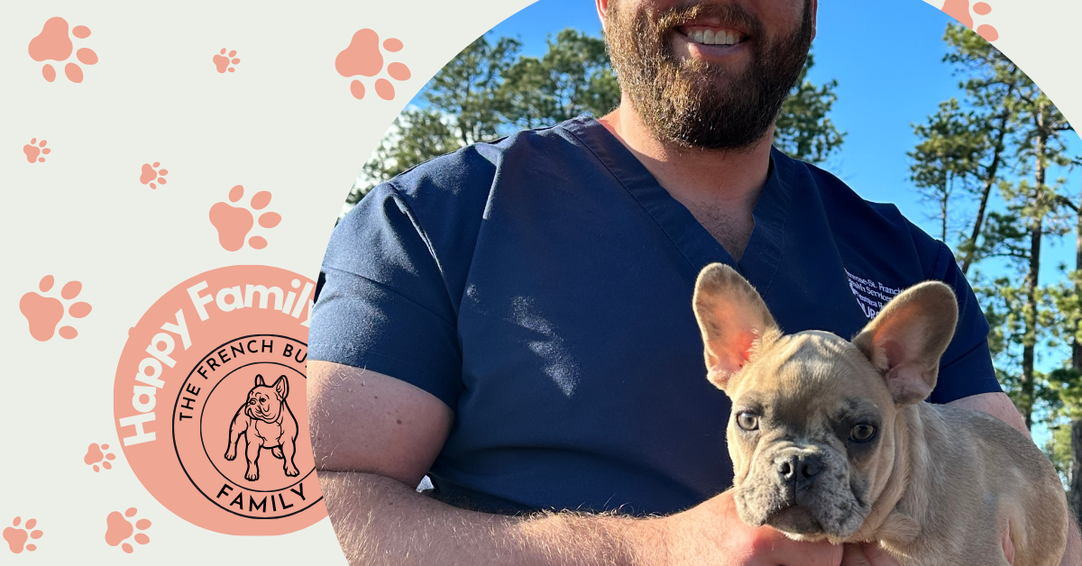 Juno | Blue Fawn Merle French Bulldog Male | Adopted
