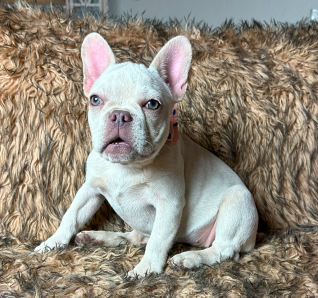 Sonoma Platinum French Bulldog Female | Born March 2nd 2023