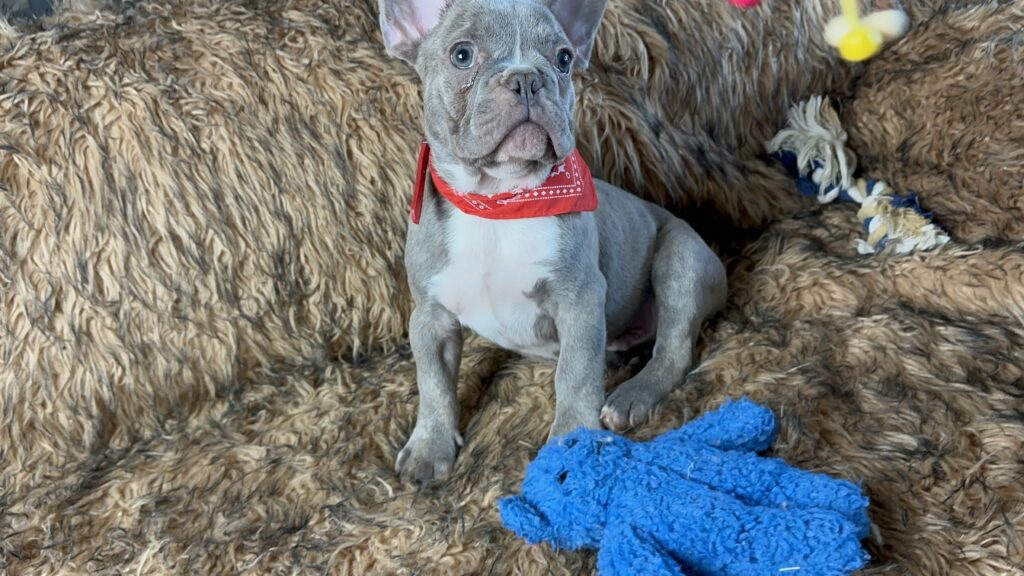 Luigi Lilac Brindle French Bulldog Male Available Now