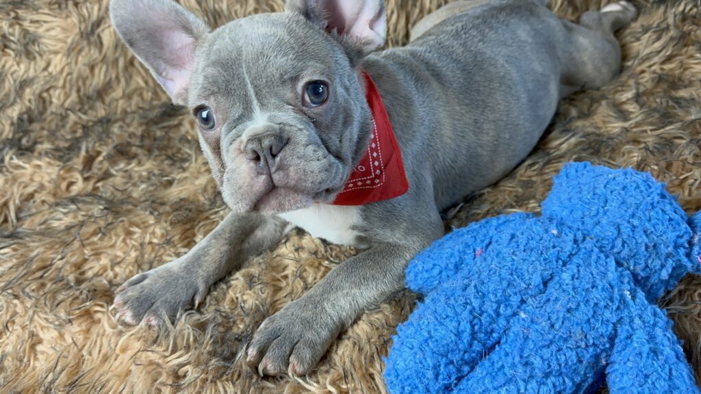 Luigi Lilac Brindle French Bulldog Male Available Now
