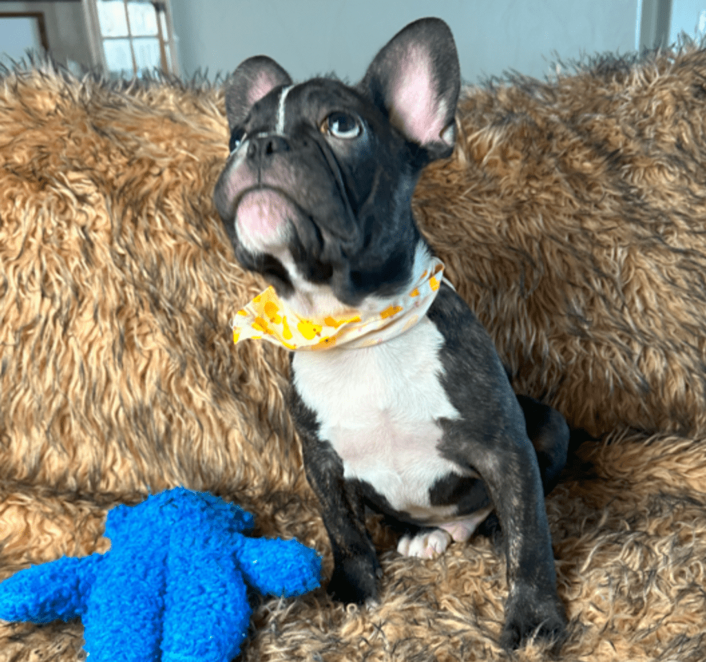 Ollie | Brindle French Bulldog Male