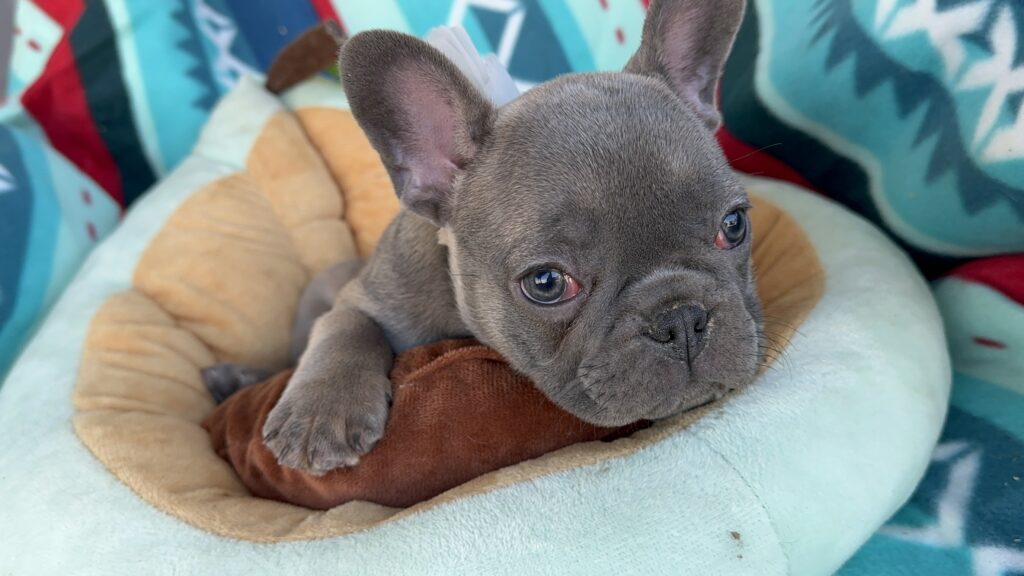 Roxie | Blue Sable French Bulldog Female | Available Now