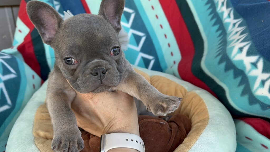 Roxie | Blue Sable French Bulldog Female | Available Now
