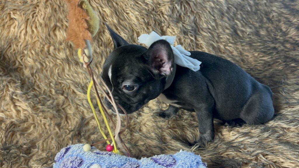 Tullie | Black Brindle French Bulldog Female | Available Now