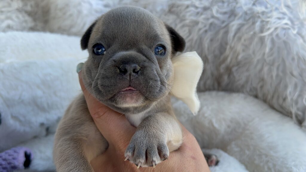 Xenia | Blue Sable Fawn French Bulldog Female | Born July 29th, 2023