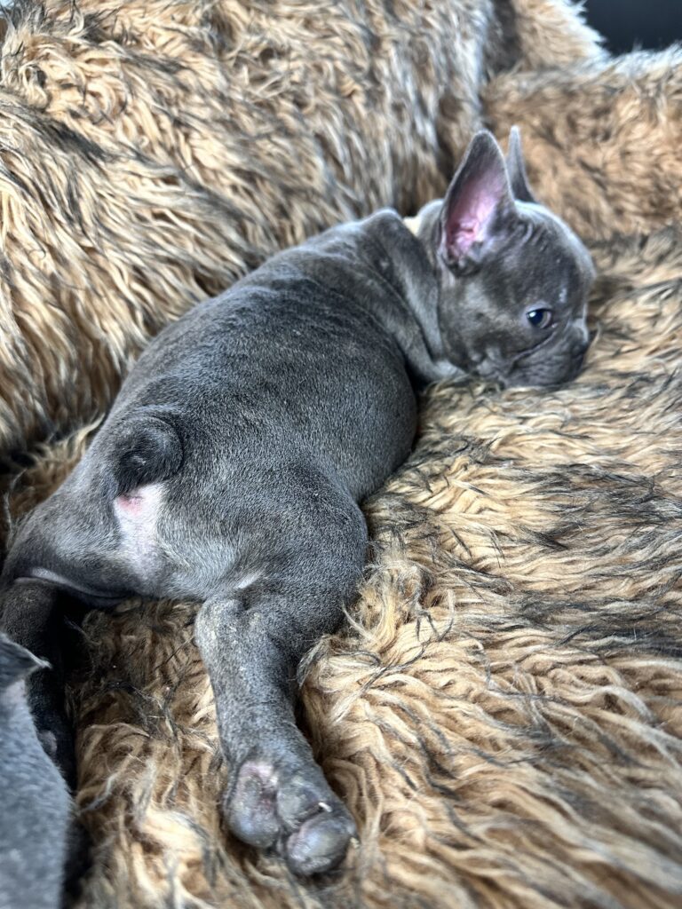 Ultra | Blue French Bulldog Male | Born July 2nd, 2023