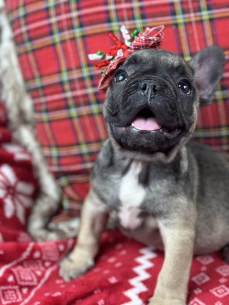 Cora | Sable French Bulldog Female | The Fun-Loving One