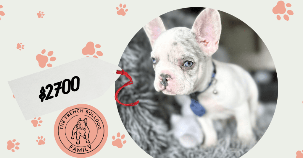 Winston | Lilac Merle Pied French Bulldog Male | The Awesome