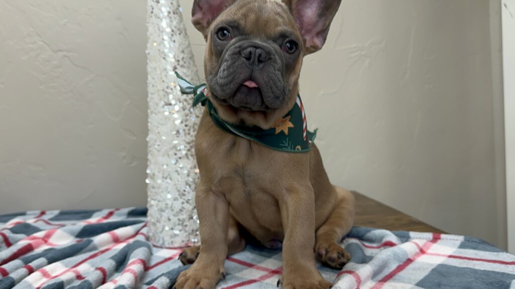 Kevin | Blue Sable French Bulldog Male | The Fun-Loving Guy