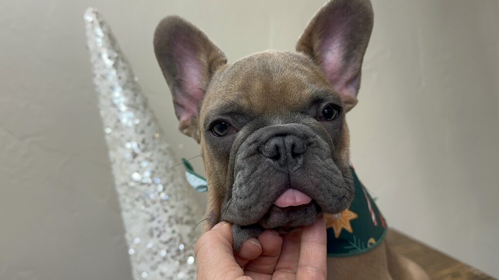 Kevin | Blue Sable French Bulldog Male | The Fun-Loving Guy