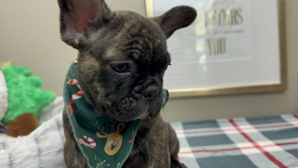 Prancer | Brindle French Bulldog Male | Available This Christmas