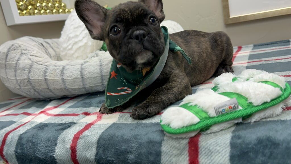Prancer | Brindle French Bulldog Male | Available This Christmas