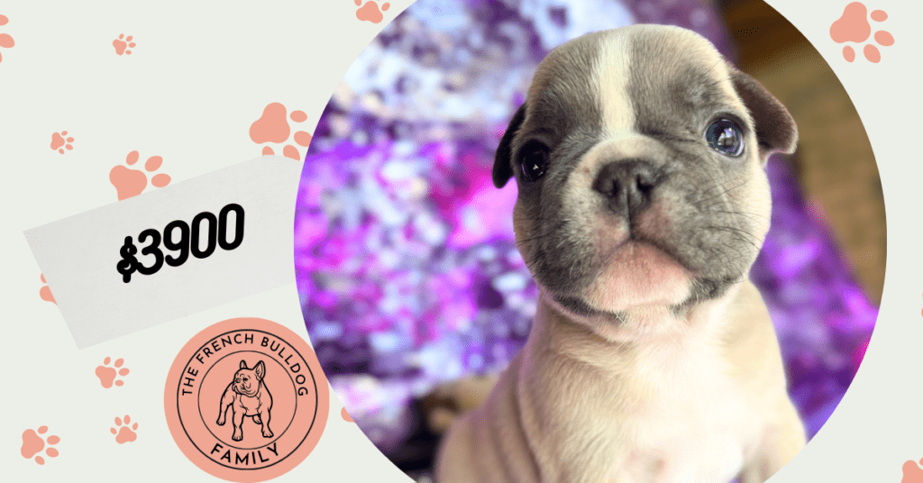 Vinnie | Blue Fawn & White French Bulldog Male | The Stunning