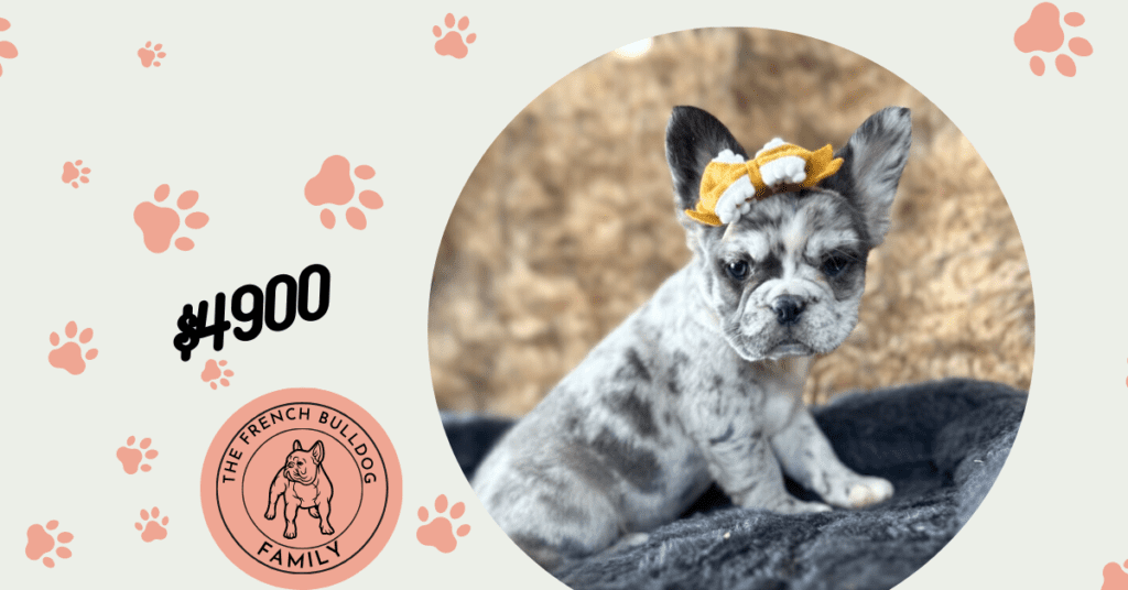 Harlow | Merle Fluffy French Bulldog Female | The Princess