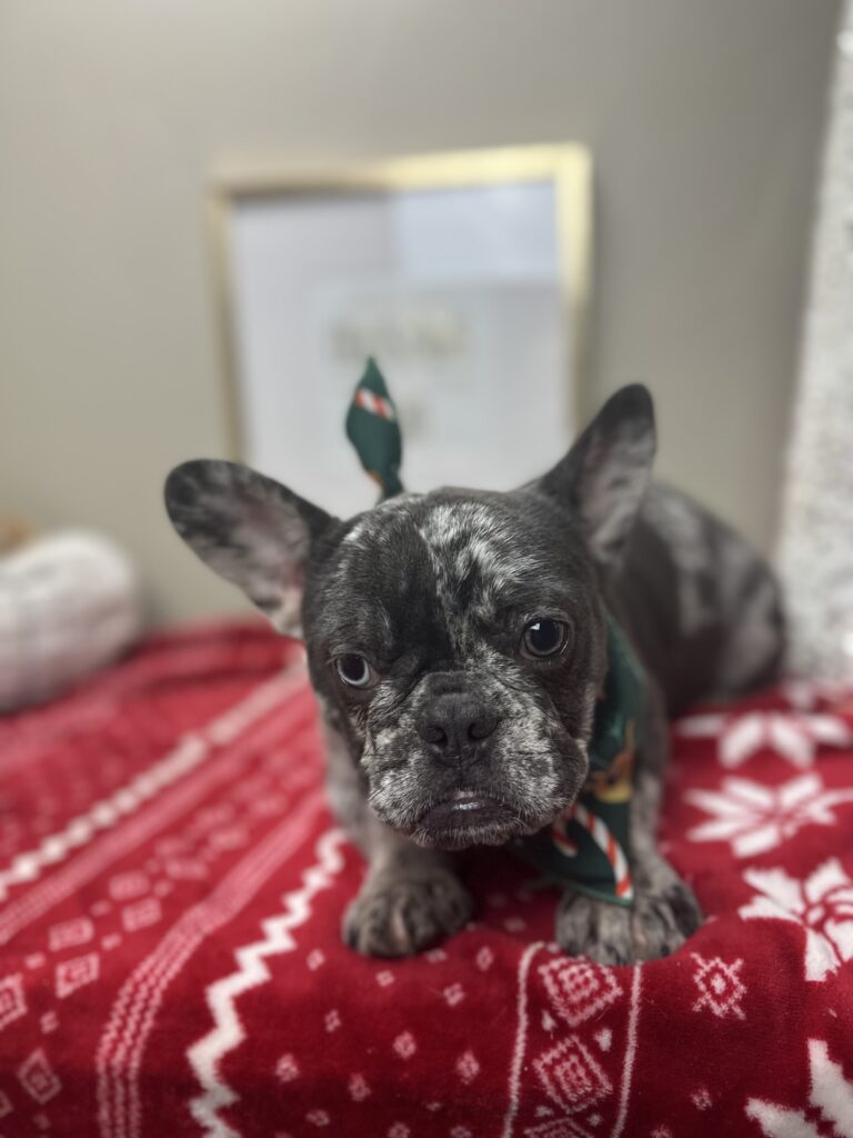 Lollipop | Blue Merle French Bulldog Female | The Cheerful