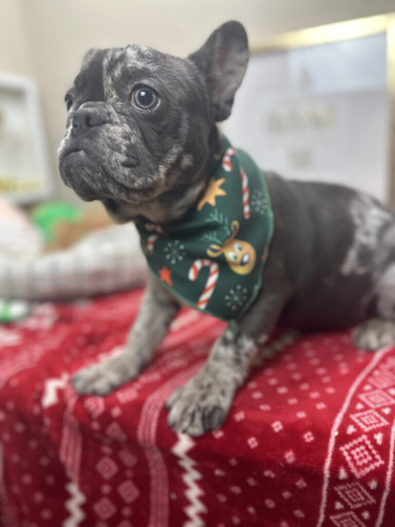 Lollipop | Blue Merle French Bulldog Female | The Cheerful