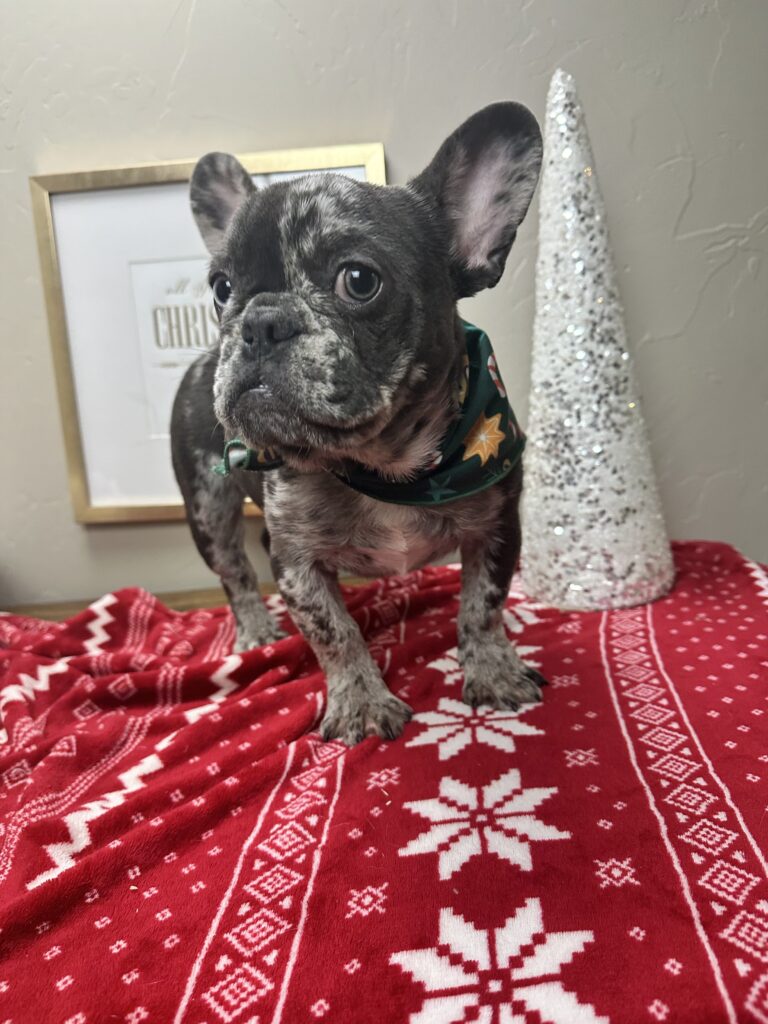Lollipop | Blue Merle French Bulldog Female | The Cheerful