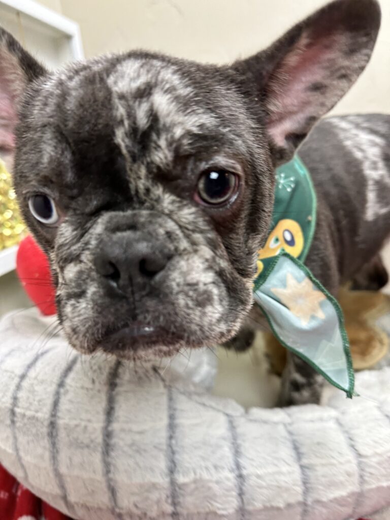 Lollipop | Blue Merle French Bulldog Female | The Cheerful
