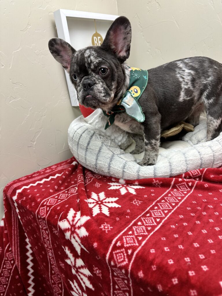 Lollipop | Blue Merle French Bulldog Female | The Cheerful