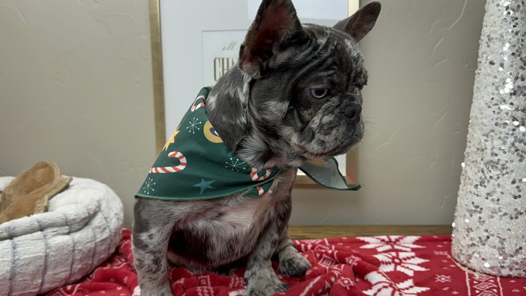 Lollipop | Blue Merle French Bulldog Female | The Cheerful