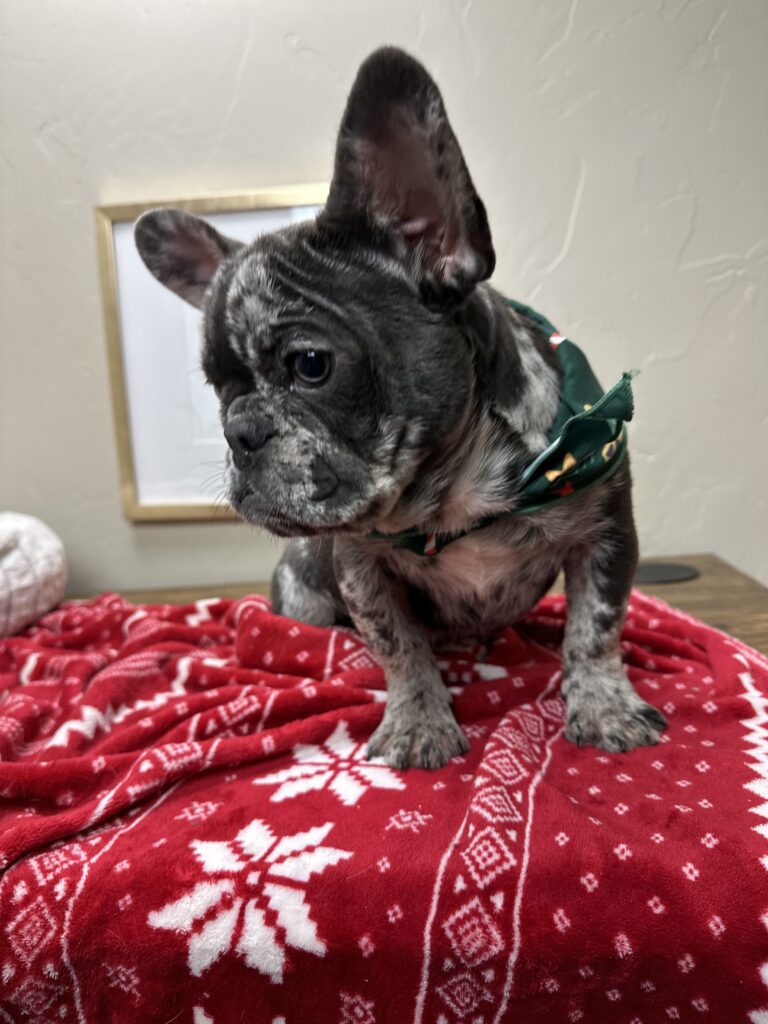 Lollipop | Blue Merle French Bulldog Female | The Cheerful