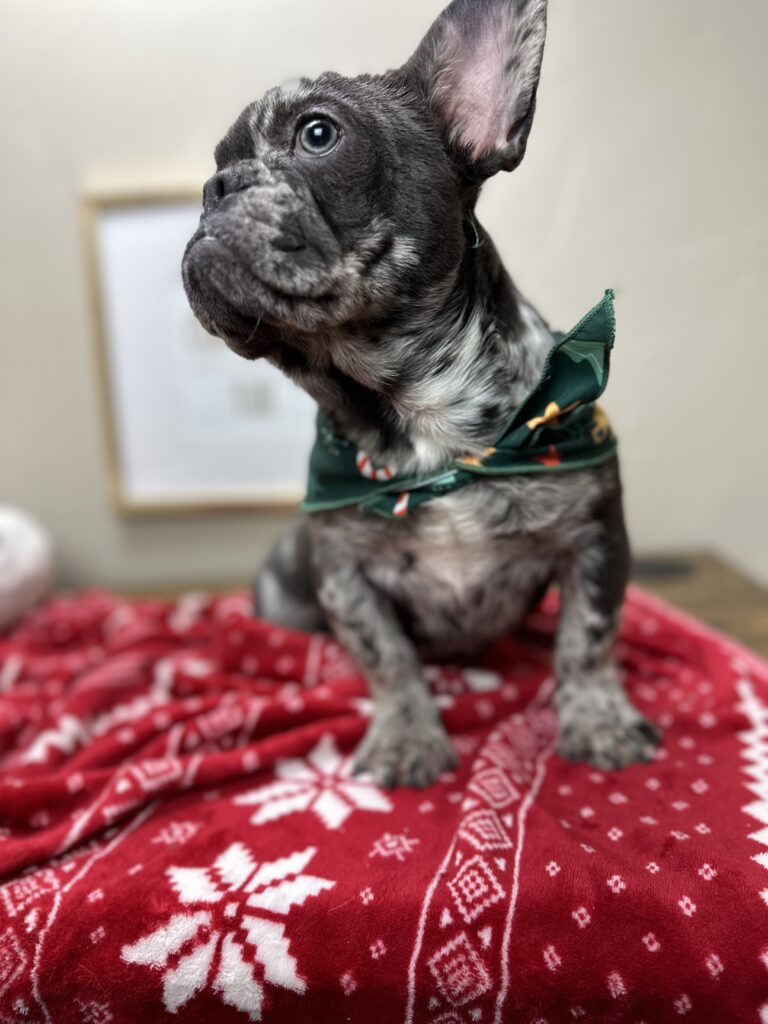 Lollipop | Blue Merle French Bulldog Female | The Cheerful