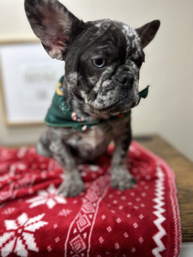 Lollipop | Blue Merle French Bulldog Female | The Cheerful