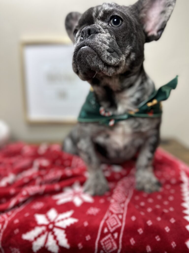 Lollipop | Blue Merle French Bulldog Female | The Cheerful