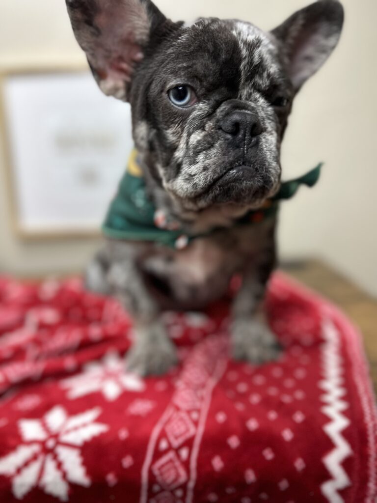 Lollipop | Blue Merle French Bulldog Female | The Cheerful