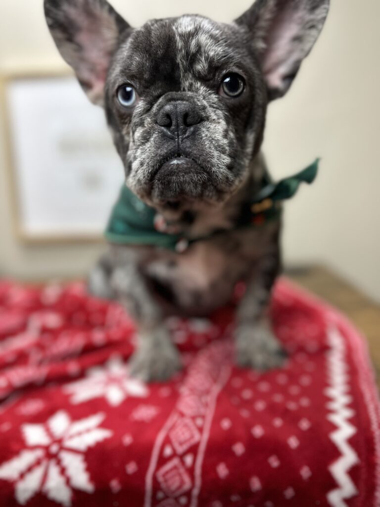 Lollipop | Blue Merle French Bulldog Female | The Cheerful