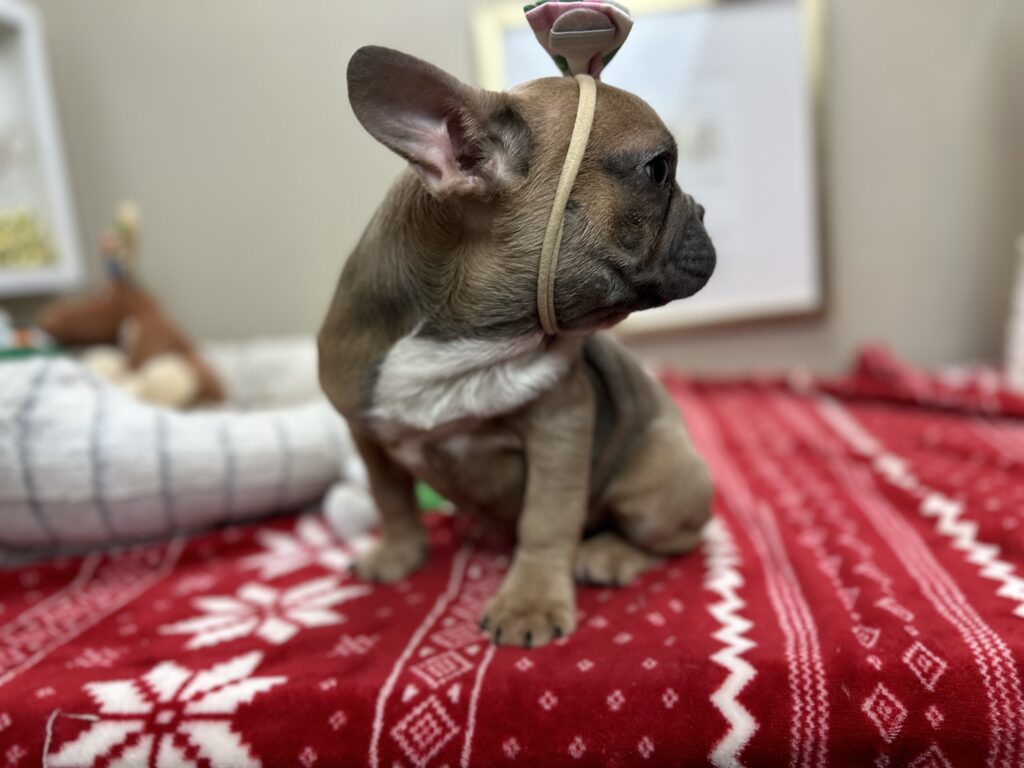 Nutella | Blue Sable French Bulldog Female | The Silly One